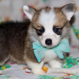 Blitzen - Sable male Pembroke Welsh Corgi puppy in New Hampshire from Muddy Paws Corgis