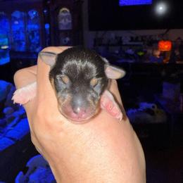 Pup E - White black and tan female Toy Fox Terrier puppy in Clermont, Florida from Debbie Hiles's Toy Fox Terriers