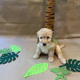 Goldendoodle Puppies from Dhalia’s Doodles