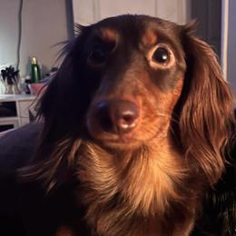 Darla - Dachshund