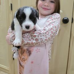 Atlas - Black and white male Border Collie puppy in Ripley, Oklahoma from Adventure5 Border Collies