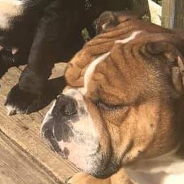English Bulldog All Grown Up from Mudlick Bulldogs