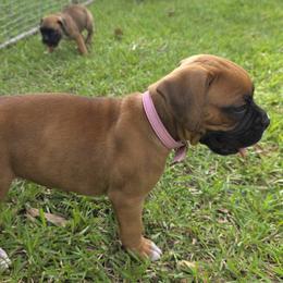 Lady Pink - Fawn female Boxer puppy in Prairieville, Louisiana from Puppy Patch
