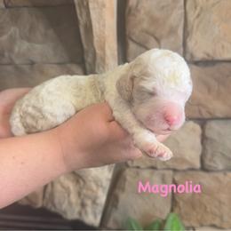 Magnolia - Parti female Goldendoodle puppy in Sanderson, Florida from Serenity Goldendoodles