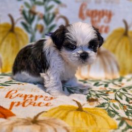 Hermione Granger - Purple Collar - Brindle and white female Shih Tzu puppy in Troy, Ohio from Oodles of Doodles