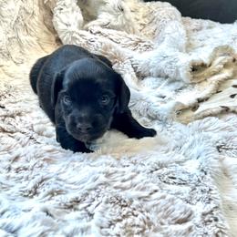 Cogsworth - Black male Dachshund puppy in Casper, Wyoming from Daisy's Doxies & Doodles