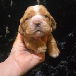 Raider - Red male Cocker Spaniel puppy in Florence, South Carolina from Reddick's American Cocker Spaniels