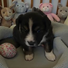 Izzy - Black tri female Miniature Australian Shepherd puppy in Placerville, California from JRW COLDSPRINGS MINI AUSSIE’S