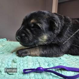 Purple - Black and tan female German Shepherd puppy in Tony, Wisconsin from Muddy Acres German Shepherds