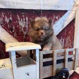 Kason - Chocolate male Pomsky puppy in Bucyrus, Missouri from Hill Top Pomskies