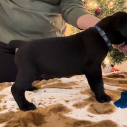 Boy 2 - Cane Corso puppy from Midnight Cane Corso USA