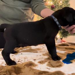 Boy 2 - Cane Corso puppy from Midnight Cane Corso USA