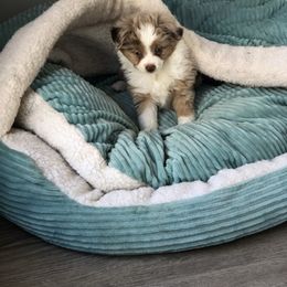 Miniature Australian Shepherd, Shih Tzu, and Toy Australian Shepherd Puppies from River Springs Aussies