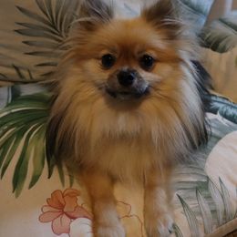 Pomeranian Puppies from Hemolele Poms