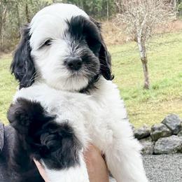 Crescent - Black and white female Sheepadoodle puppy in Roseburg, Oregon from Sharon’s Sheepadoodle’s