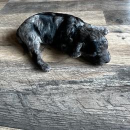 Girl 1 - Merle female Cavapoo puppy in Thorndale, Texas from Hattie’s Texas Cavapoos