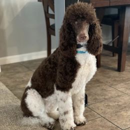 Poodles from CW Poodles