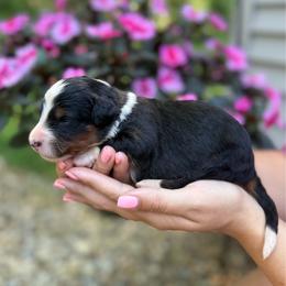 Luka - Tri-color male Bernedoodle puppy in Perrysville, Ohio from Pleasant Valley Bernedoodles