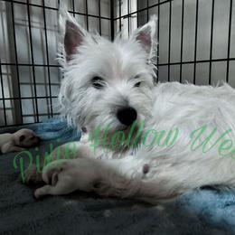 Vivi - West Highland White Terrier