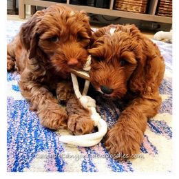 Australian Labradoodle Puppies from Cascade Canyon Labradoodles