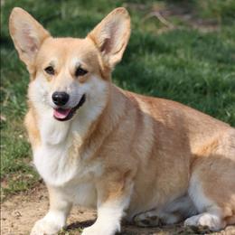 Moonie - Pembroke Welsh Corgi