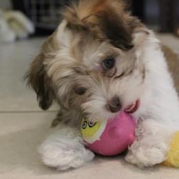 Havanese Puppies from Dreamworks Havanese