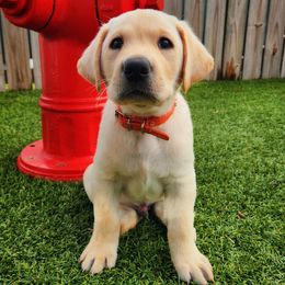 Fezzik Orange Collar - Yellow male Labrador Retriever puppy in Cocoa, Florida from Harrison's Lakeside Labradors LLC