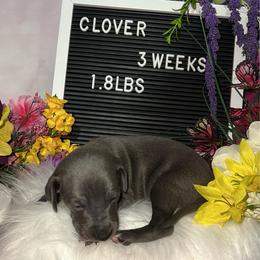 Clover - Blue male Italian Greyhound puppy in Fredonia, Arizona from Black Hill Italian Greyhounds