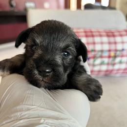 Giant Schnauzer and Miniature Schnauzer Puppies from My Angel Schnauzers