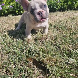 Pretty boy - French Bulldog puppy from Let's keep it frenchie!