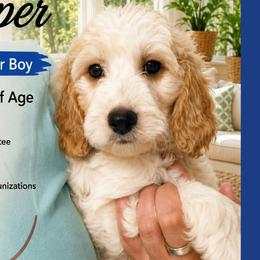1400.00 Casper: Blue Collar - Parti male Goldendoodle puppy in Raceland, Louisiana from Cajun Doodles