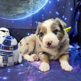 Skywalker - Blue merle male Australian Shepherd puppy in Tuftonboro, New Hampshire from Aussies Edge Farm
