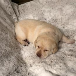 Boy 1-Red - Yellow male Labrador Retriever puppy in Tekonsha, Michigan from Asher Acres Labs
