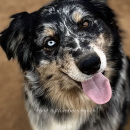 Ripple - Australian Shepherd