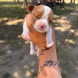 Binx - Blenheim male Cavalier King Charles Spaniel puppy in Merigold, Mississippi from C & C Doodles and Poodles