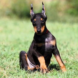 Katelyn - 5350 - Black and rust female Doberman Pinscher puppy in Rockwall, Texas from Elitehaus