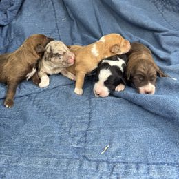 Bordoodle puppies from Ashtin's Border Collies and Bordoodles