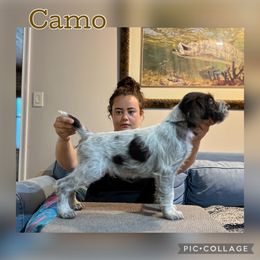 Camo - Liver and white male German Wirehaired Pointer puppy in Umatilla, Florida from Double D Picards and GWPs
