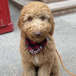 Goldendoodles and Poodles from Calipoodsanddoods
