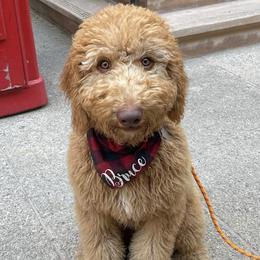 Goldendoodles and Poodles from Calipoodsanddoods