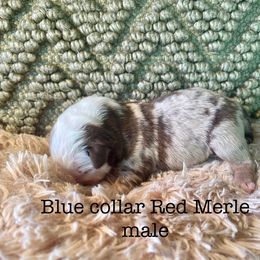 Red Merle 2 - Red merle male Miniature Australian Shepherd puppy in Kingsport, Tennessee from Copper Line Aussies