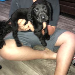 Boy 1 - Labradoodle puppy in Alabama from On The Farm Doodles