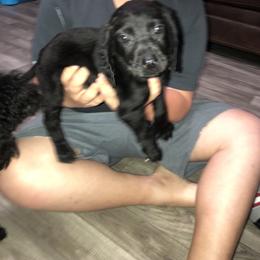 Boy 1 - Labradoodle puppy in Alabama from On The Farm Doodles