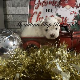 Sam - White male Morkie puppy in Taylorsville, North Carolina from Mountain Top Hot Tailz