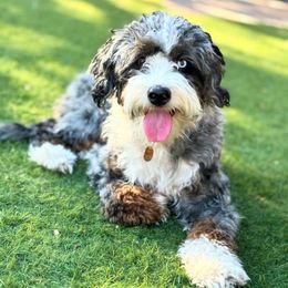 Tilly - Bernedoodle