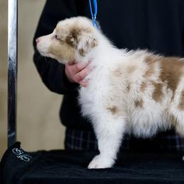 Australian Shepherd, Miniature American Shepherd, Miniature Australian Shepherd, and Toy Australian Shepherd Puppies from Painted Blue Aussies