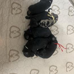 Bernedoodle puppies from Tuxedo Mountain Doodles
