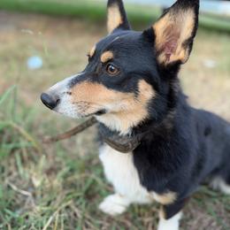 Goose - Black and tan male Pembroke Welsh Corgi puppy in Toccoa, Georgia from The Grooming Barn LLC/ Wet Dog Ranch