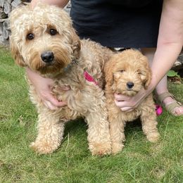 Goldendoodle Puppies from Teddy Bear Goldendoodles