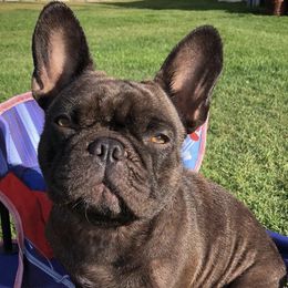 French Bulldogs from Great Northern French Bulldogs